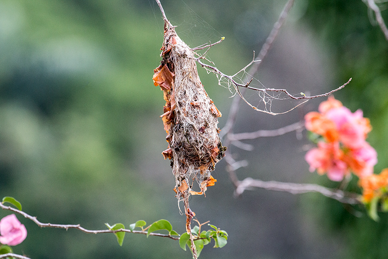 Common Tody-Flycatcher Nest, Gamboa Rainforest Resort Marina, Panama by Richard L. Becker