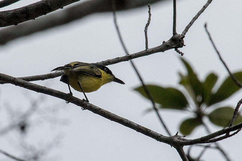 Common Tody-Flycatcher, Gamboa Rainforest Resort Marina, Panama by Richard L. Becker