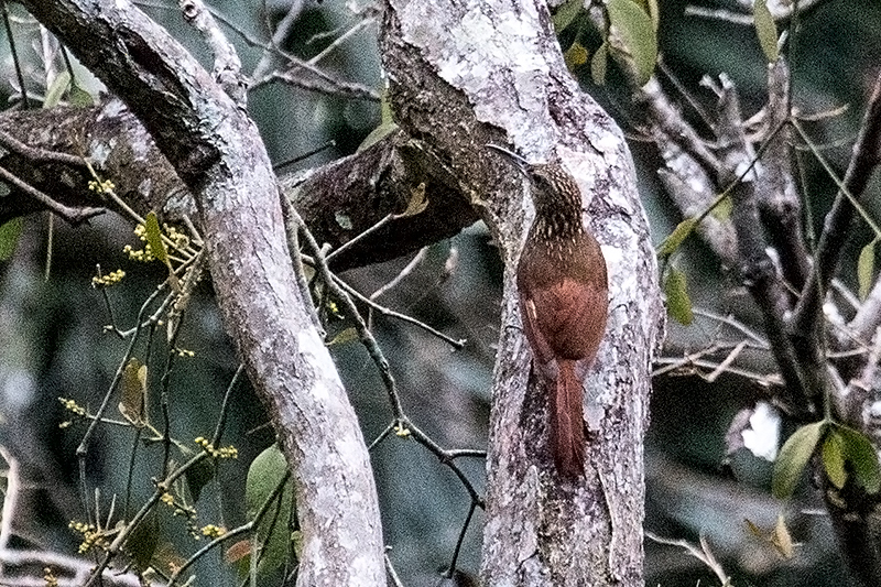 Cocoa Woodcreeper, Cariguana, Panama