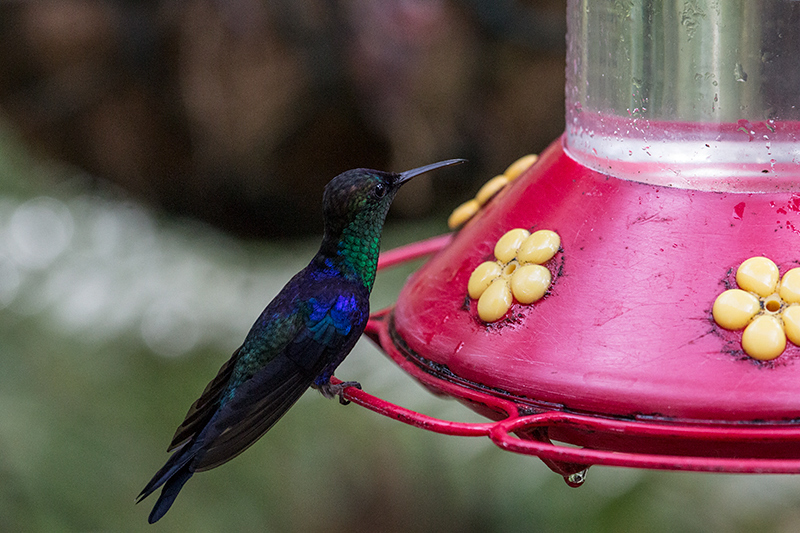 Crowned Woodnymph (Violet-crowned Woodnymph), The Harrisons' Feeders, Cerro Azul, Panama by Richard L. Becker