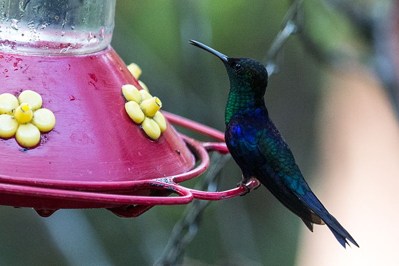 Crowned Woodnymph (Violet-crowned Woodnymph), The Harrisons' Feeders, Cerro Azul, Panama by Richard L. Becker