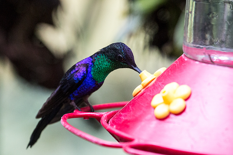 Crowned Woodnymph (Violet-crowned Woodnymph), The Harrisons' Feeders, Cerro Azul, Panama by Richard L. Becker