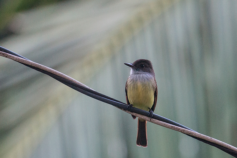 Dusky-capped Flycatcher, Tranquilo Bay Lodge, Bastimentos Island, Panama