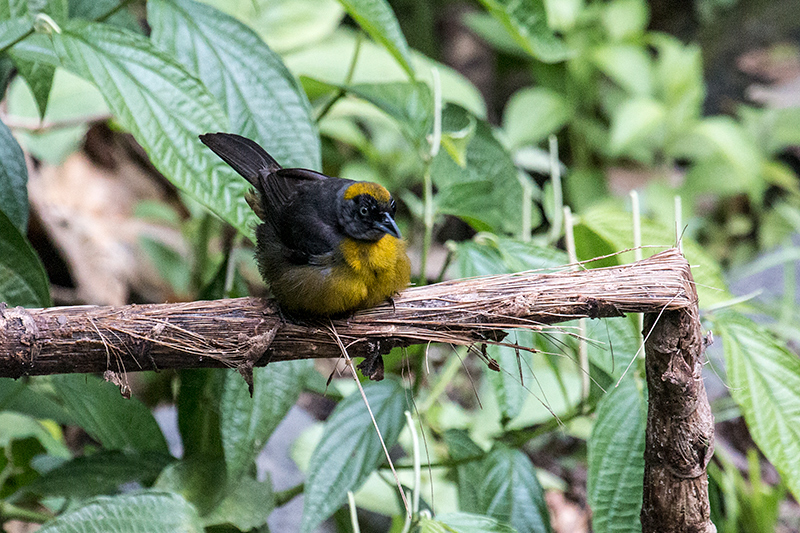 Dusky-faced Tanager, Canopy Lodge, Panama