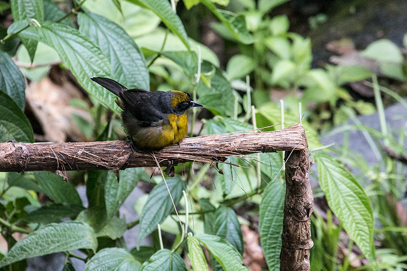 Dusky-faced Tanager, Canopy Lodge, Panama