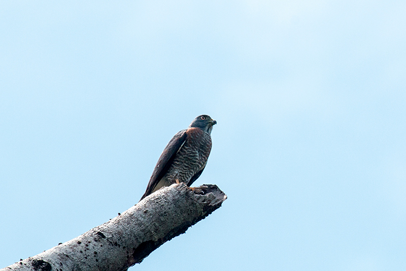 Double-toothed Kite, Tranquilo Bay Lodge, Bastimentos Island, Panama by Richard L. Becker