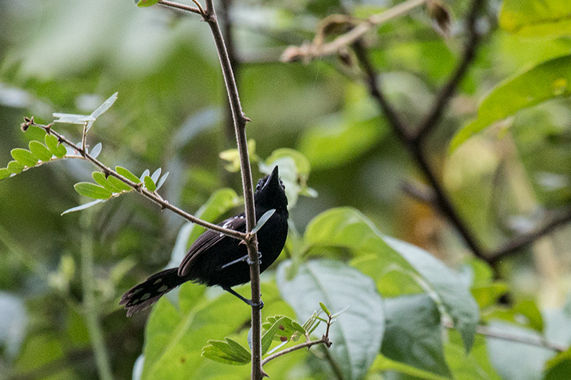 Dot-winged Antwren, Rainforest Discovery Center, Panama