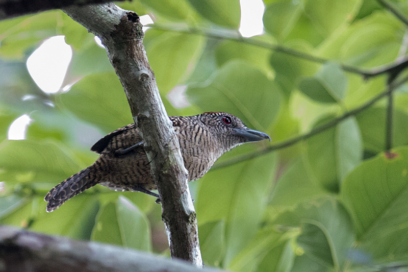 Fasciated Antshrike, Gamboa Rainforest Resort, Panama by Richard L. Becker