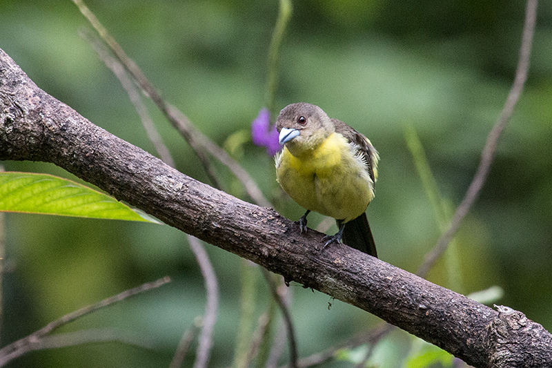 Female Flame-rumped Tanager (Lemon-rumped Tanager), Canopy Lodge, Panama