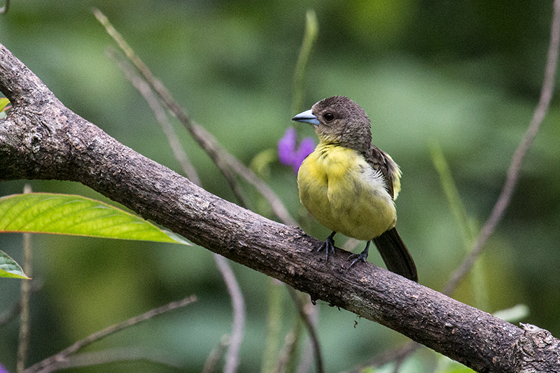 Female Flame-rumped Tanager (Lemon-rumped Tanager), Canopy Lodge, Panama