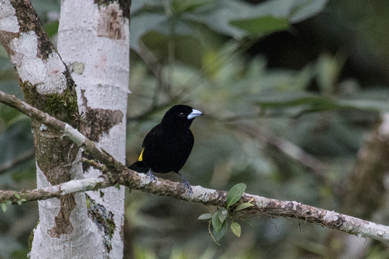 Male Flame-rumped Tanager (Lemon-rumped Tanager), Canopy Lodge, Panama