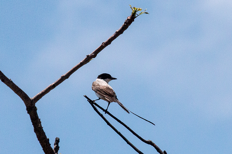 Fork-tailed Flycatcher, Anton Dry Forest, Panama