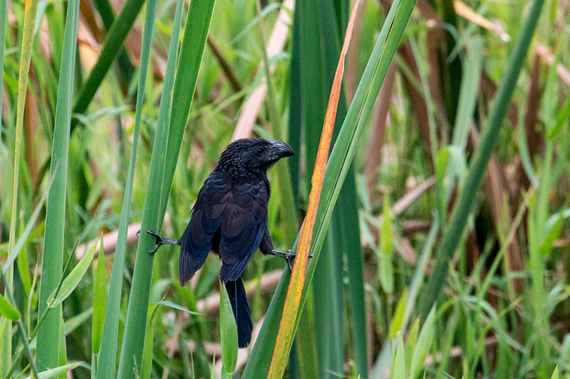 Groove-billed Ani, Saropa (Snyder) Canal Boat Trip, Bocas del Toro, Panama