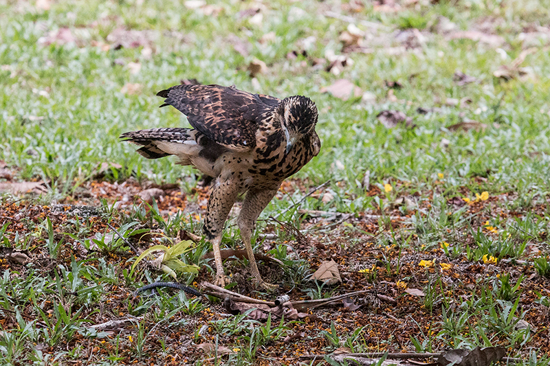 Immature Great Black Hawk, Gamboa Rainforest Resort, Panama by Richard L. Becker