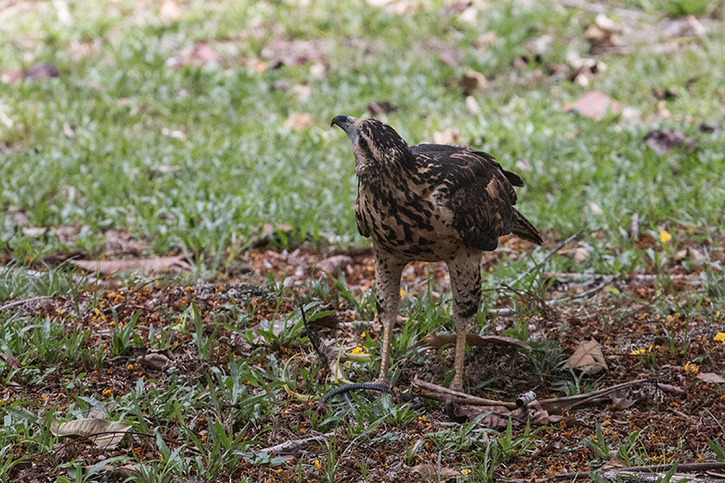 Immature Great Black Hawk, Gamboa Rainforest Resort, Panama by Richard L. Becker