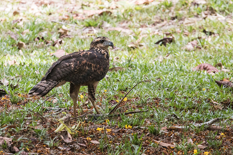 Immature Great Black Hawk, Gamboa Rainforest Resort, Panama by Richard L. Becker