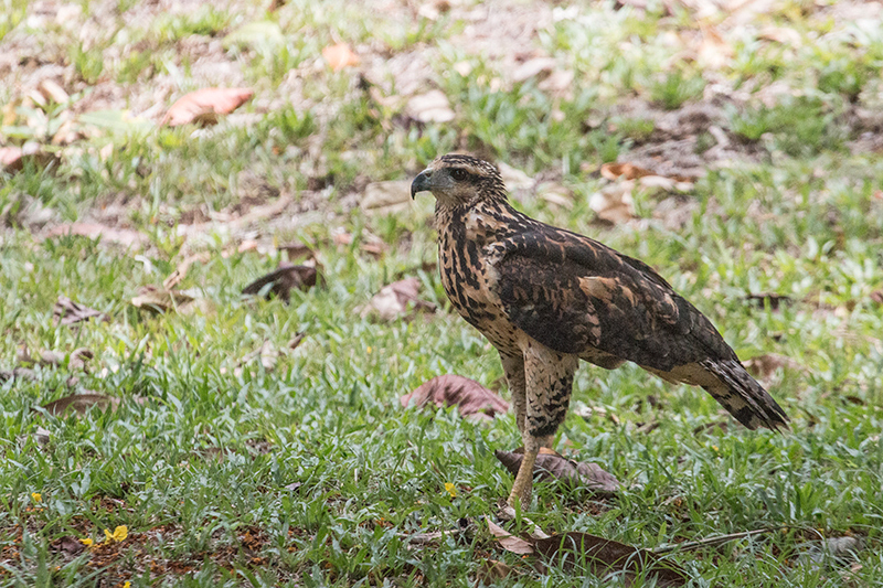 Immature Great Black Hawk, Gamboa Rainforest Resort, Panama by Richard L. Becker