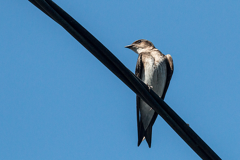 Gray-breasted Martin, Chiriqu Grande, Bocas del Toro, Panama