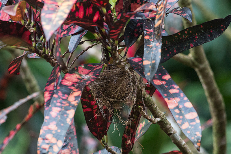 Golden-collared Manakin Nest, Tranquilo Bay Lodge, Bastimentos Island, Panama