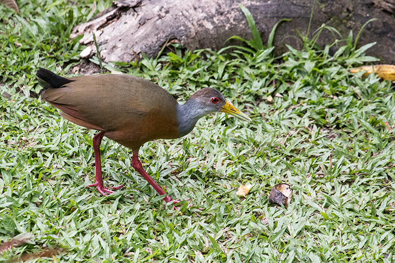 Gray-cowled Wood-Rail, Canopy Lodge, Panama by Richard L. Becker