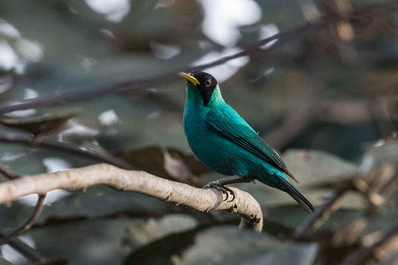 Green Honeycreeper, Gamboa Rainforest Resort, Panama by Richard L. Becker