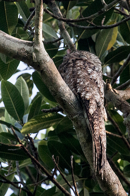 Great Potoo, Rainforest Discovery Center, Panama