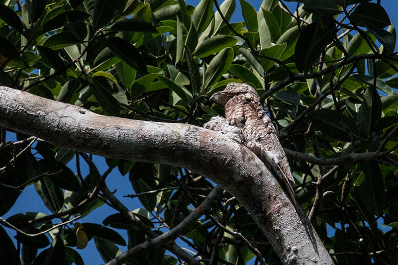 Great Potoo With Nestling, Pipeline Road, Panama