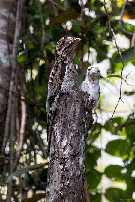 Great Potoo With Nestling, Pipeline Road, Panama