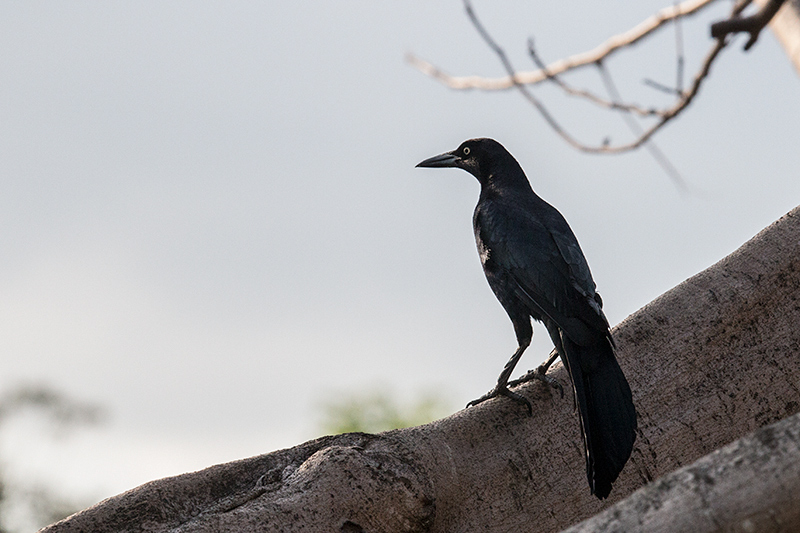 Great-tailed Grackle, Country Inn and Suites, Panama City, Panama