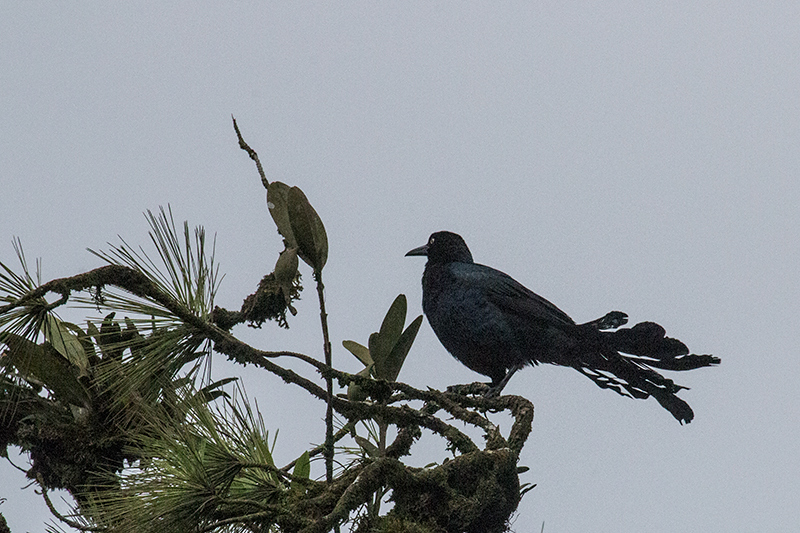 Great-tailed Grackle, La Mesa, Panama