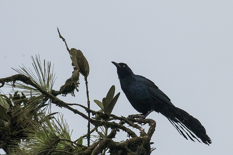 Great-tailed Grackle, La Mesa, Panama