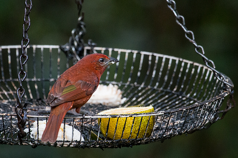 Hepatic Tanager, The Harrisons' Feeders, Cerro Azul, Panama by Richard L. Becker