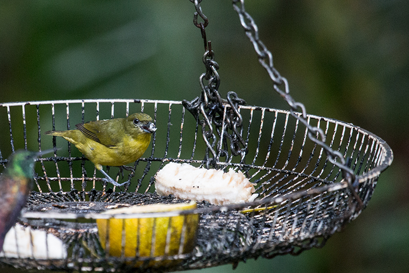 Hepatic Tanager, The Harrisons' Feeders, Cerro Azul, Panama by Richard L. Becker