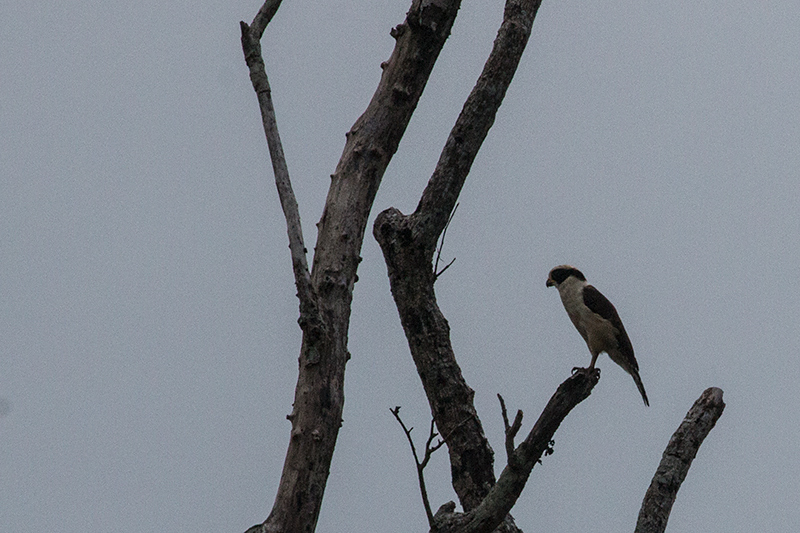 Laughing Falcon, Saropa (Snyder) Canal Boat Trip, Bocas del Toro, Panama