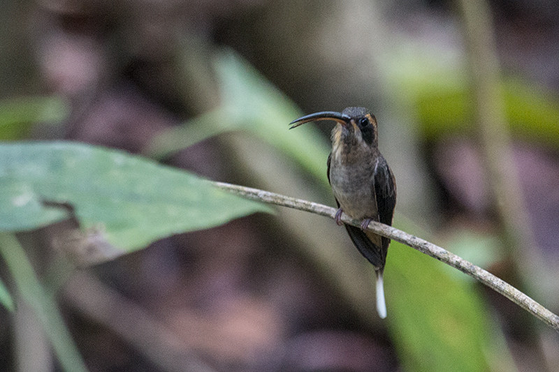 Long-billed Hermit, Rainforest Discovery Center, Panama