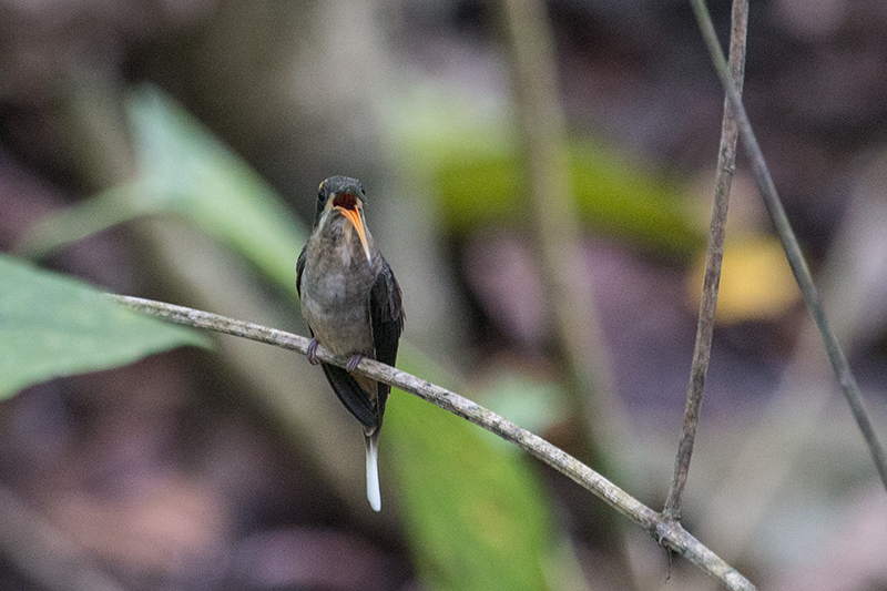 Long-billed Hermit, Rainforest Discovery Center, Panama