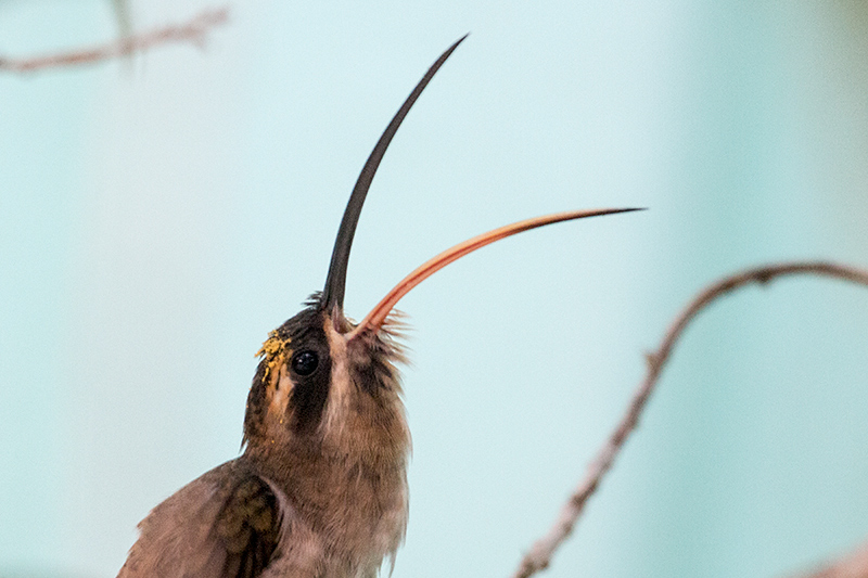 Long-billed Hermit, Canopy Tower, Panama