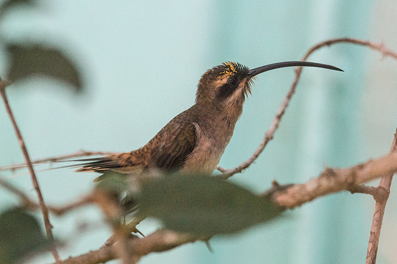 Long-billed Hermit, Canopy Tower, Panama