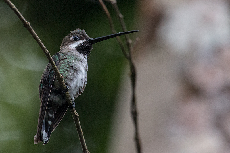 Long-billed Starthroat, The Harrisons' Feeders, Cerro Azul, Panama by Richard L. Becker