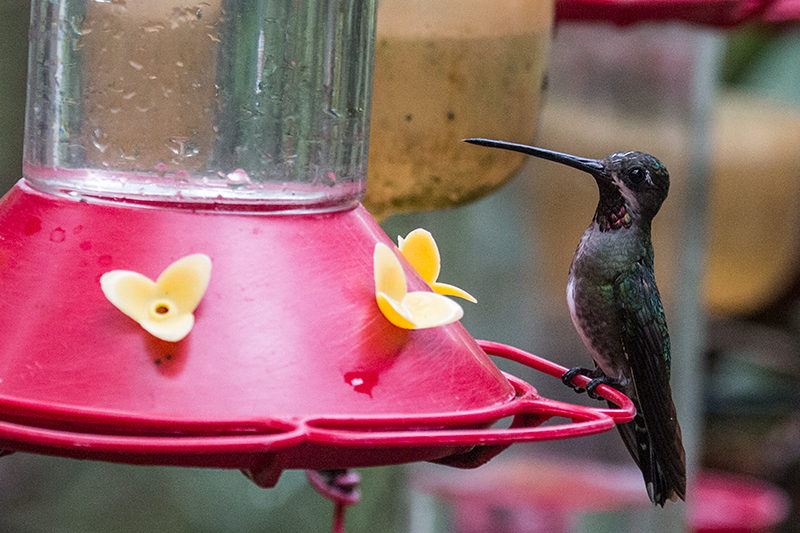 Long-billed Starthroat, The Harrisons' Feeders, Cerro Azul, Panama by Richard L. Becker