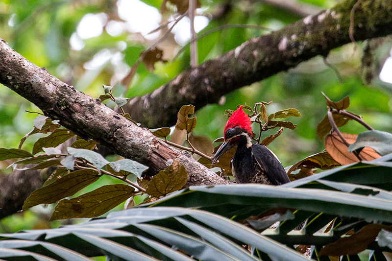 Lineated Woodpecker, Tranquilo Bay Lodge, Bastimentos Island, Panama