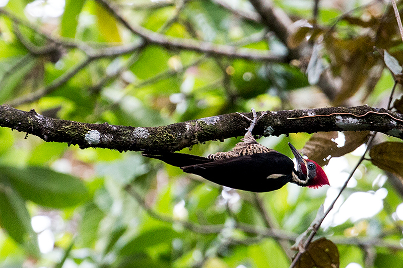 Lineated Woodpecker, Tranquilo Bay Lodge, Bastimentos Island, Panama