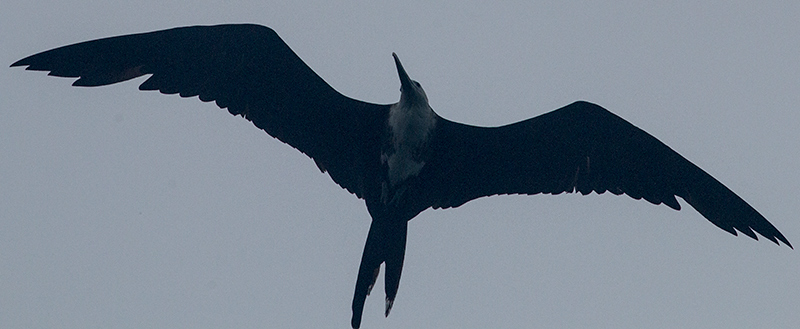 Magnificent Frigatebird, Bird Island (Swan's Key), Bocas del Toro, Panama