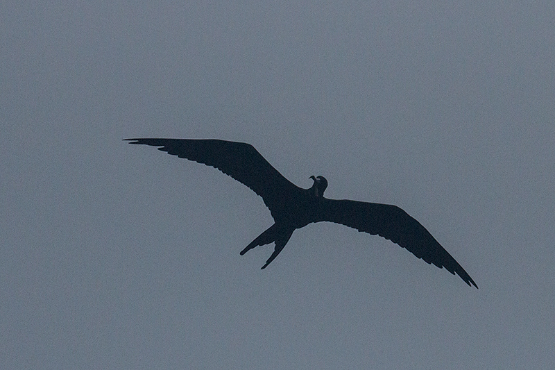 Magnificent Frigatebird, Bird Island (Swan's Key), Bocas del Toro, Panama