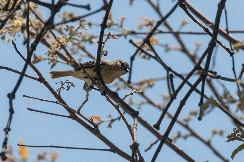 Mouse-colored Tyrannulet, Anton Dry Forest, Panama