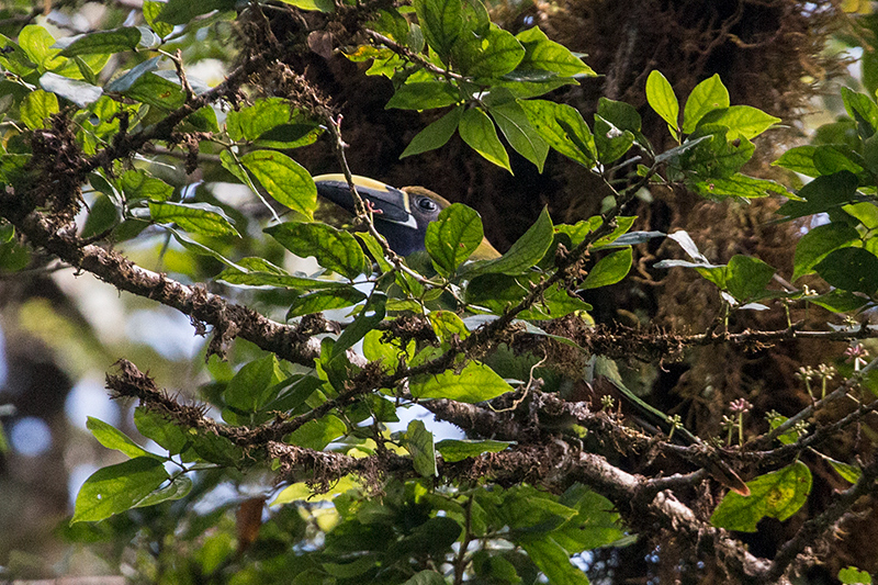 Northern Emerald-Toucanet, Altos del Maria, Panama