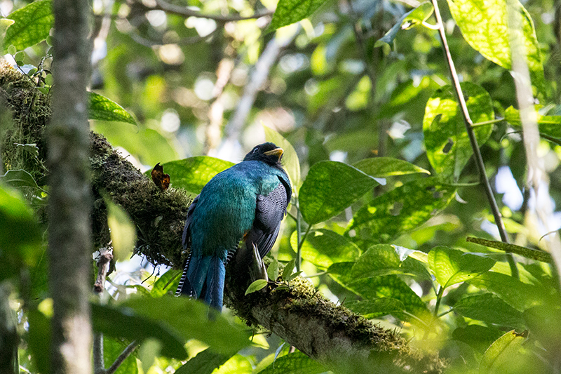 Orange-bellied Trogon, Cerro Gaital Natural Monument, Panama