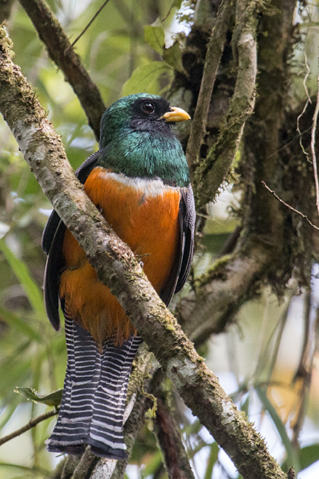 Orange-bellied Trogon, Cerro Gaital Natural Monument, Panama