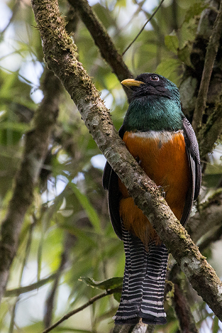 Orange-bellied Trogon, Cerro Gaital Natural Monument, Panama