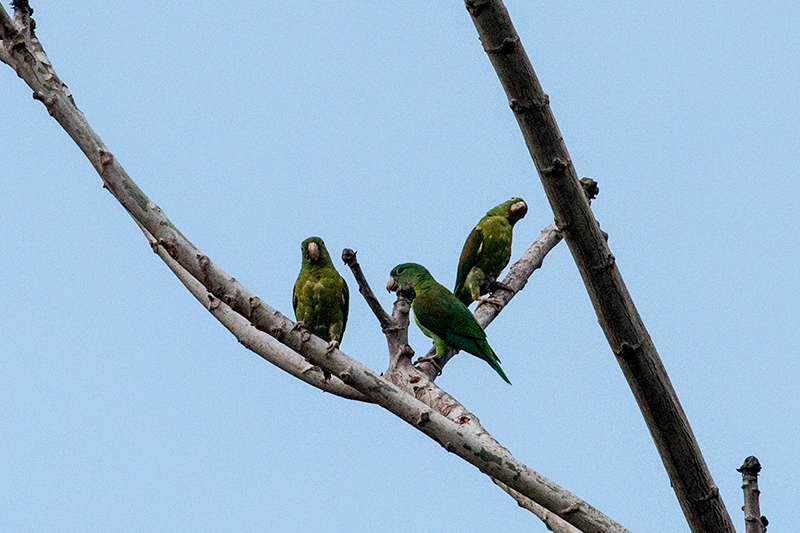 Orange-chinned Parakeet, Gamboa, Panama